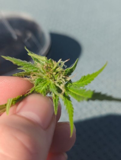 Is this bud rot or other?