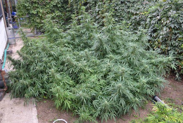 Cannabis grown at high altitude produces higher amounts of cannabinoids