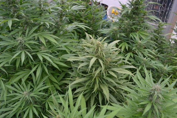 Cannabis grown at high altitude produces higher amounts of cannabinoids