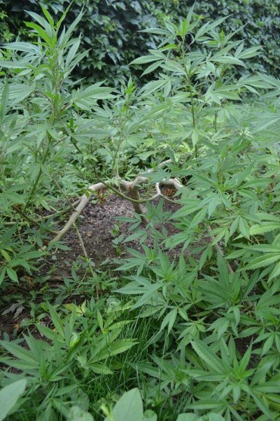 Cannabis grown at high altitude produces higher amounts of cannabinoids