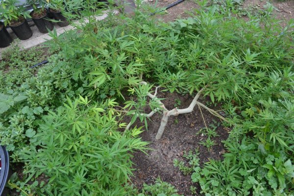 Cannabis grown at high altitude produces higher amounts of cannabinoids