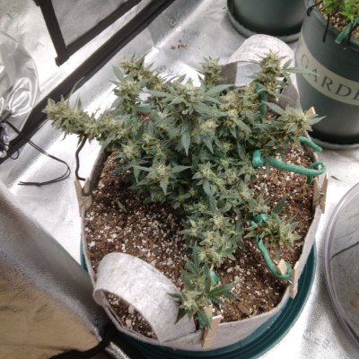 Is it time to harvest