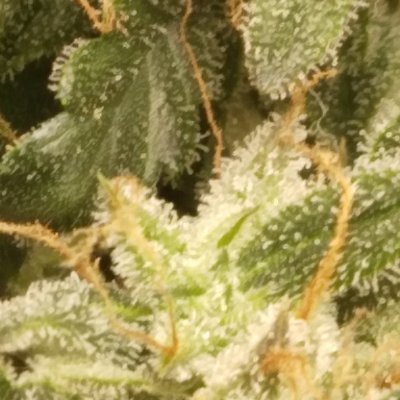 Is it time to harvest