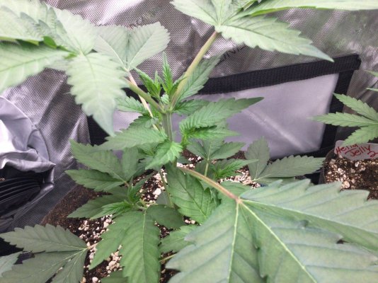 **2nd Grow** SpiderFarmer SF4000 , NFTG #4 -Sour Power-Hella Jelly-Strawberry Cheesecake- 3x3 Tent