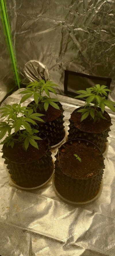 4x4 grow tent weekly diary
