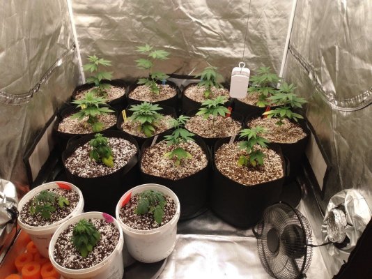 Toms bag seed veg and flower tents