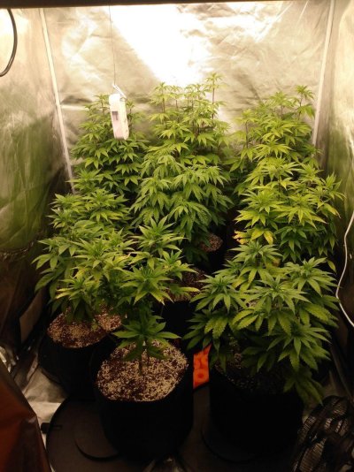 Toms bag seed veg and flower tents
