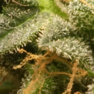 first-time-growing-does-this-12.jpg