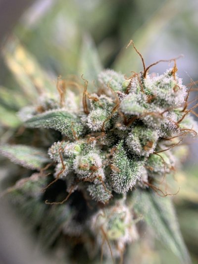 I want to use my goat fertilizer to grow huge buds