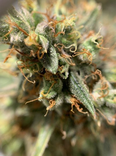I want to use my goat fertilizer to grow huge buds