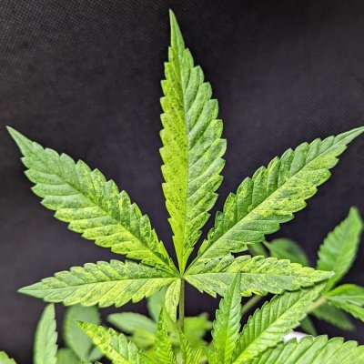 Bud Goodman's Perpetual Thread of Perpetually Good Buds, Man.