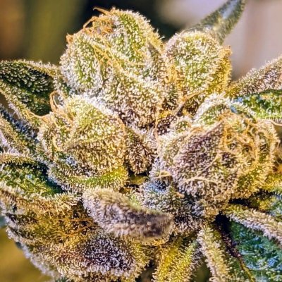 Bud Goodman's Perpetual Thread of Perpetually Good Buds, Man.