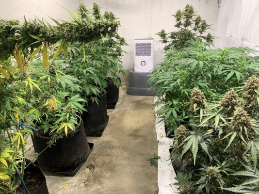 I want to use my goat fertilizer to grow huge buds