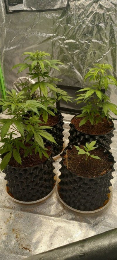 4x4 grow tent weekly diary