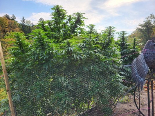 Let's see your outdoor grow 2022