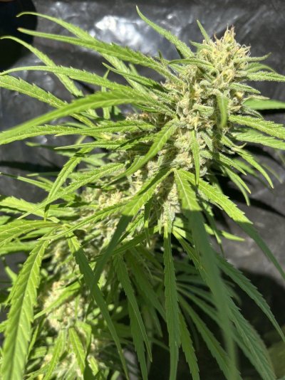 Let's see your outdoor grow 2022