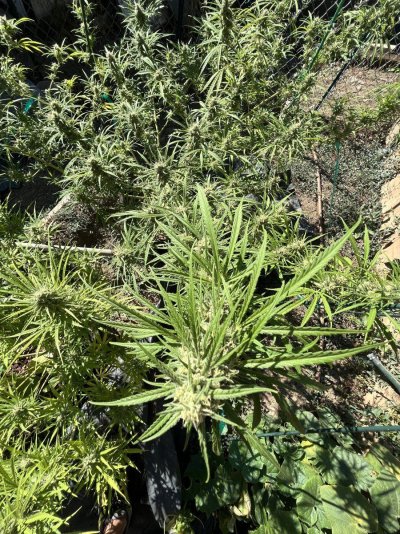 Let's see your outdoor grow 2022