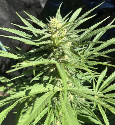 Let's see your outdoor grow 2022