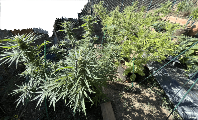 Let's see your outdoor grow 2022