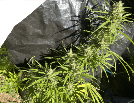 Let's see your outdoor grow 2022