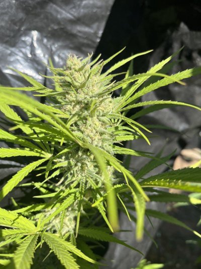 Let's See Your Frostiest Flowers