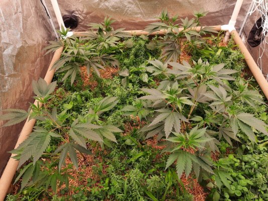 Second run in 4x4 living soil bed has begun!