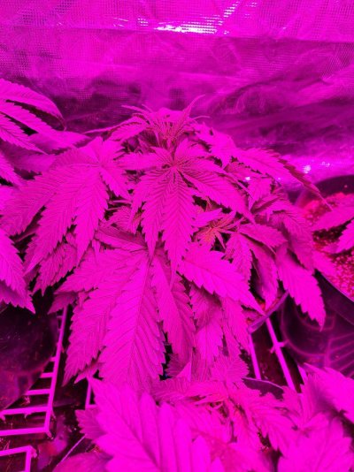 first-time-grower-think-i-have-problems.jpg