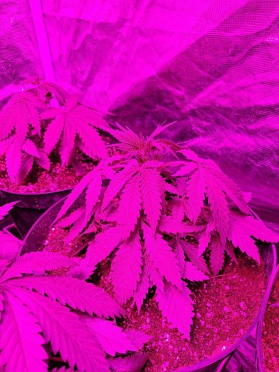 first-time-grower-think-i-have-problems-3.jpg