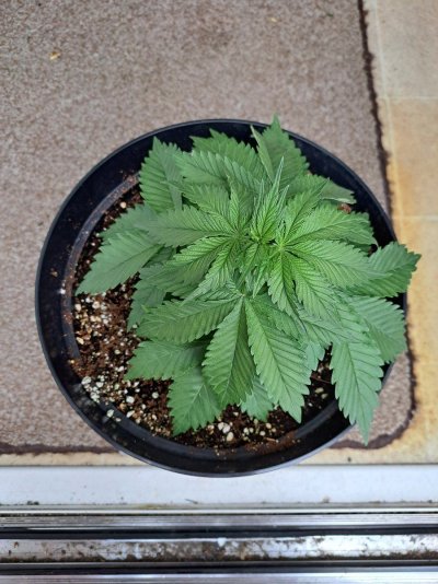 first-time-grower-think-i-have-problems-8.jpg