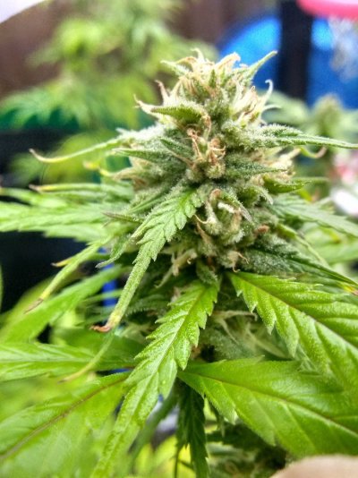 Growing outdoor in small pots.