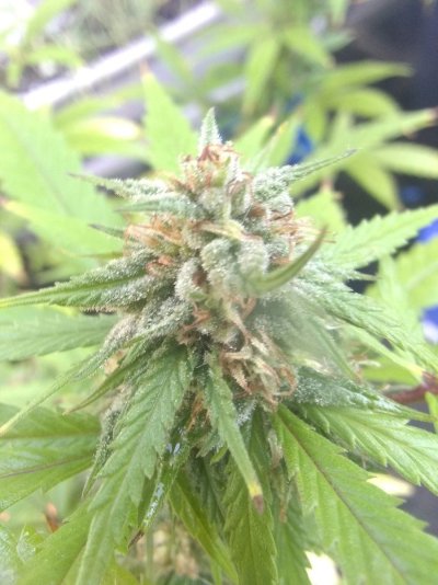 Let's See Your Frostiest Flowers
