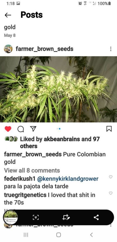 Looking for Colombia Gold