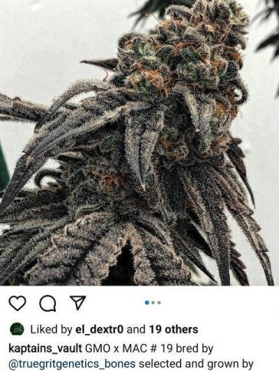 True Grits Genetics  Gmo x Mac Fems