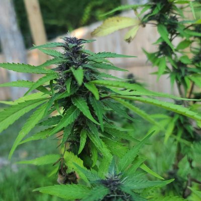 First time grow diary outdoor