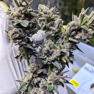 Bud Goodman's Perpetual Thread of Perpetually Good Buds, Man.