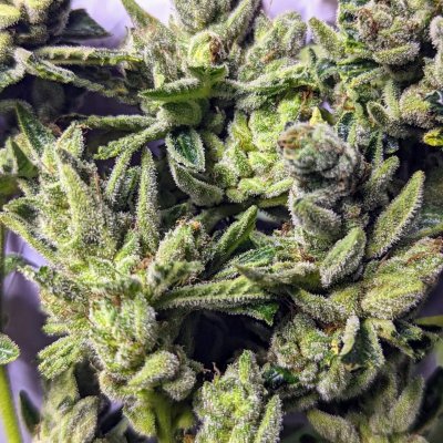 Bud Goodman's Perpetual Thread of Perpetually Good Buds, Man.