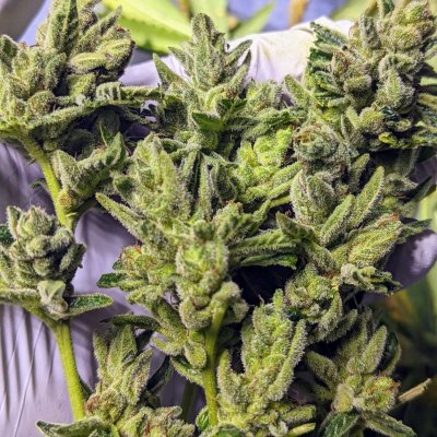 Bud Goodman's Perpetual Thread of Perpetually Good Buds, Man.