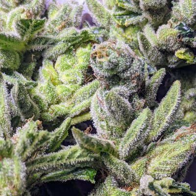 Bud Goodman's Perpetual Thread of Perpetually Good Buds, Man.