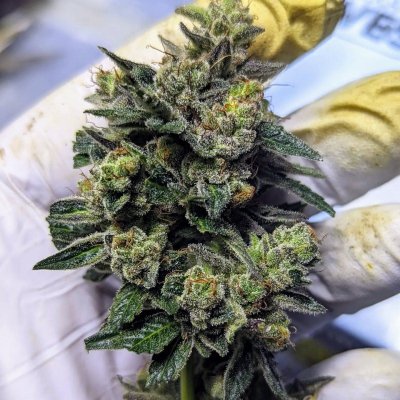 Bud Goodman's Perpetual Thread of Perpetually Good Buds, Man.
