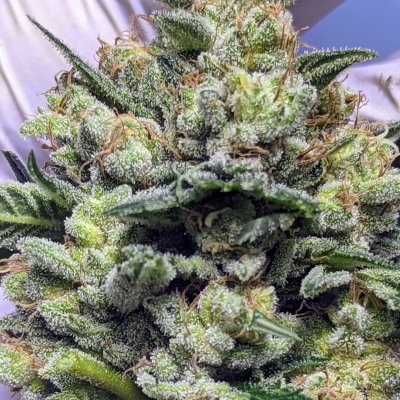 Bud Goodman's Perpetual Thread of Perpetually Good Buds, Man.