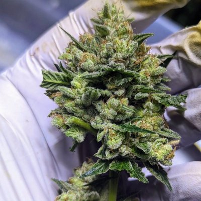 Bud Goodman's Perpetual Thread of Perpetually Good Buds, Man.