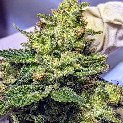Bud Goodman's Perpetual Thread of Perpetually Good Buds, Man.