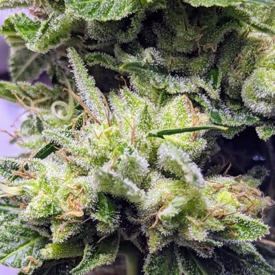 Bud Goodman's Perpetual Thread of Perpetually Good Buds, Man.