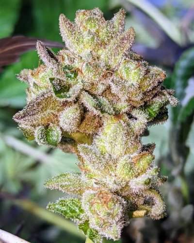 Bud Goodman's Perpetual Thread of Perpetually Good Buds, Man.