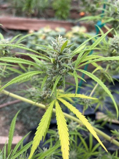 Let's see your outdoor grow 2022