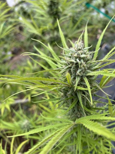 Let's see your outdoor grow 2022
