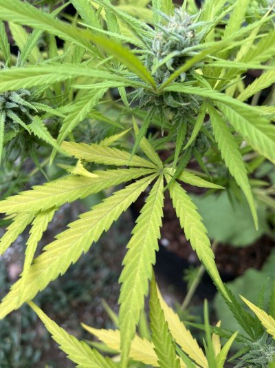 Let's see your outdoor grow 2022