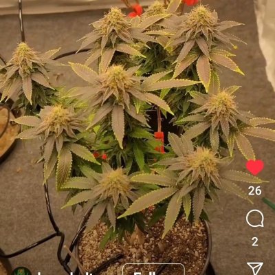 Strawberry Parfait  looking awful tasty