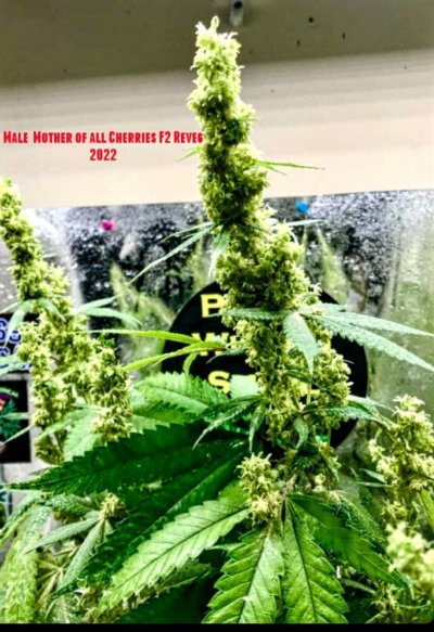 Moac F2 by True Grit Genetics