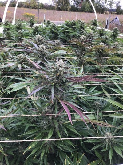 Michigan outdoor growers, how are the 2022 flowers coming